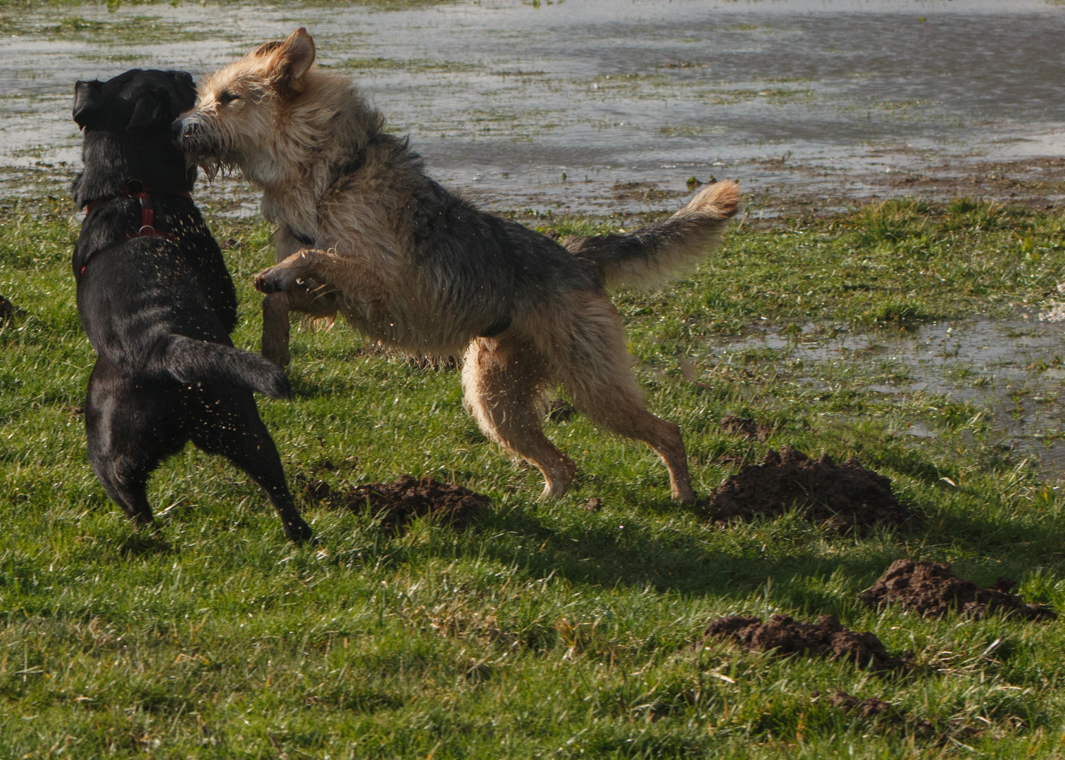 I nostri cani Duo....