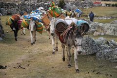 I nostri "mezzi di trasporto" in arrivo al primo accampamento