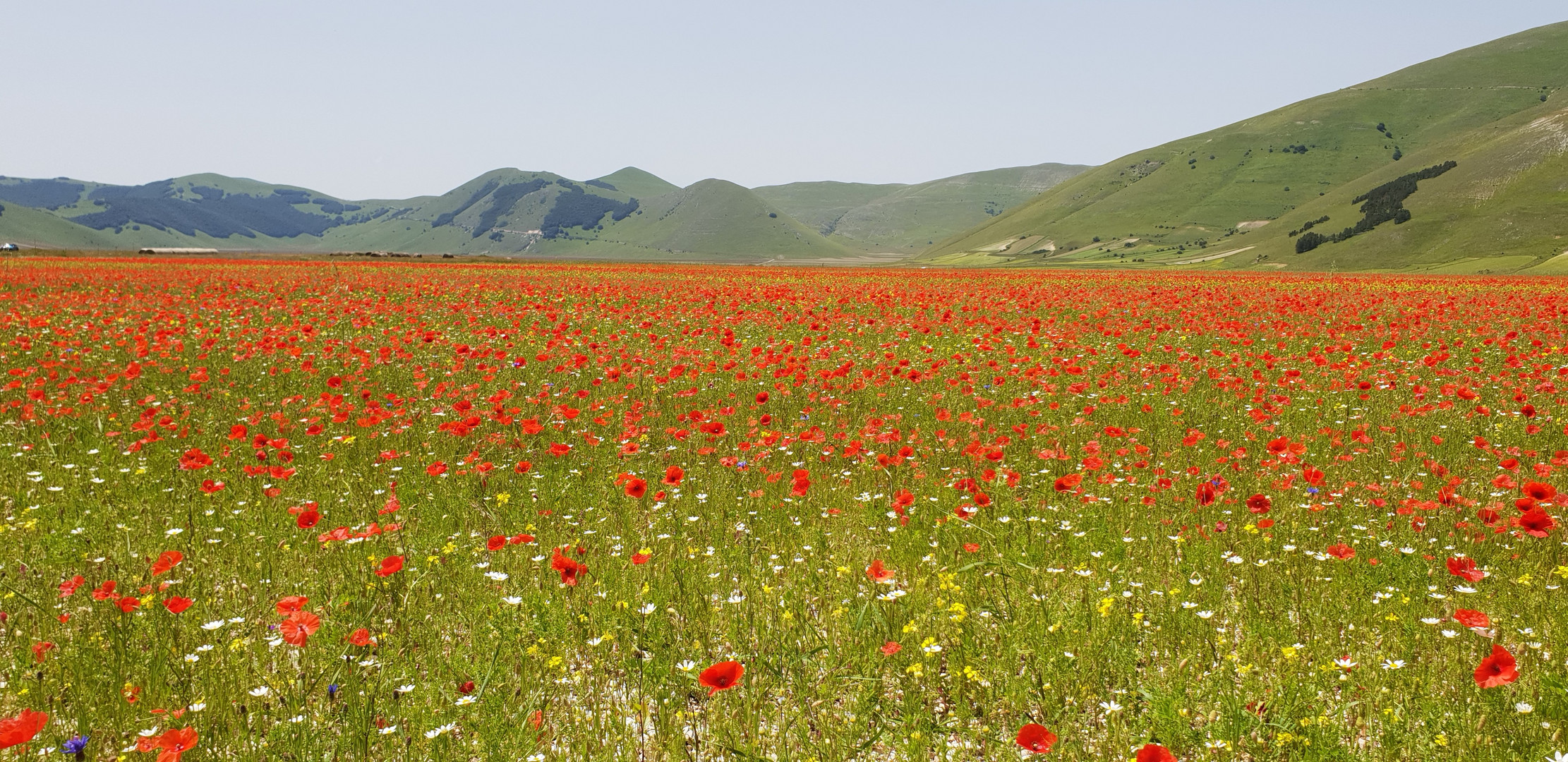 I papaveri di Castelluccio