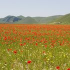 I papaveri di Castelluccio