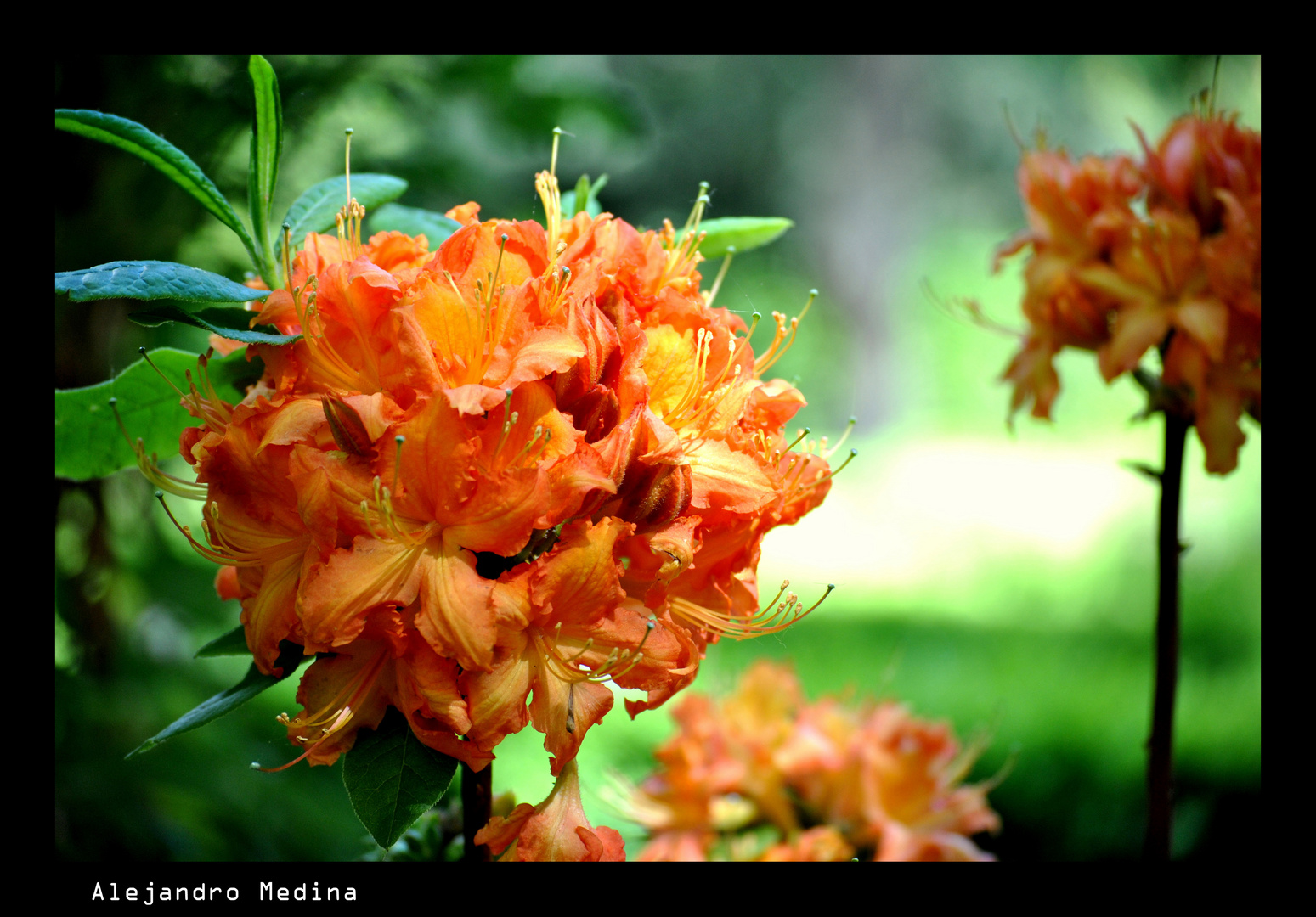 I PASEO POR EL JARDÍN BOTÁNICO