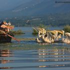 I Pellicani e il pescatore