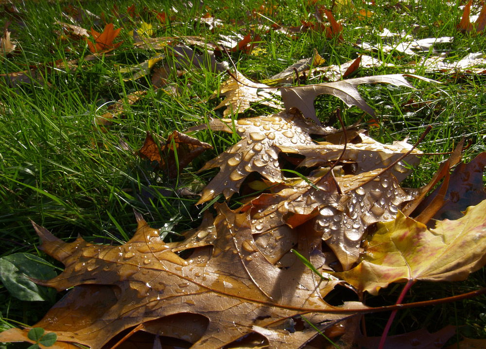 I petali del fiore autunno.