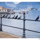 I piccioni di Stresa, lago Maggiore
