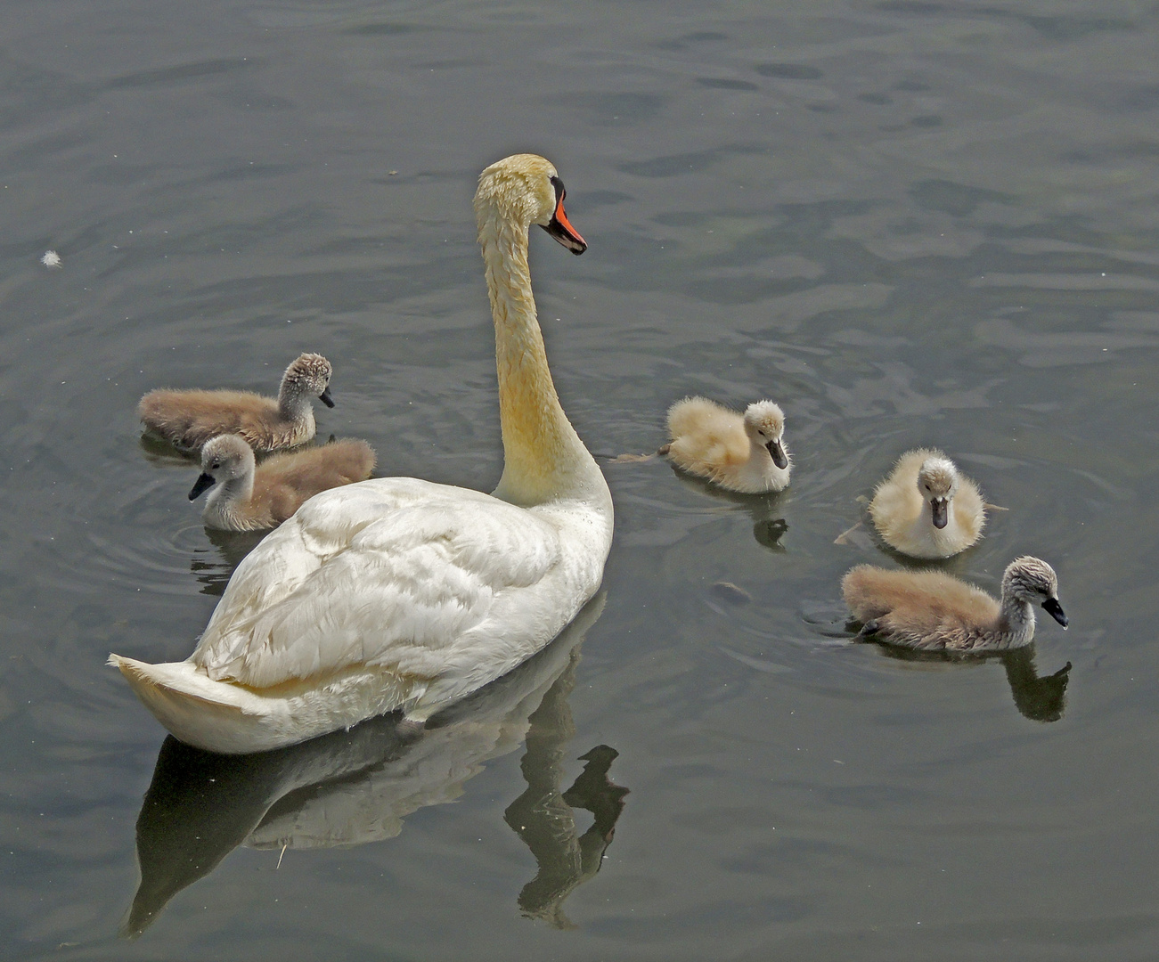 I piccoli cigni