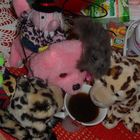 I piccoli peluche servono sempre il caffè al mattino