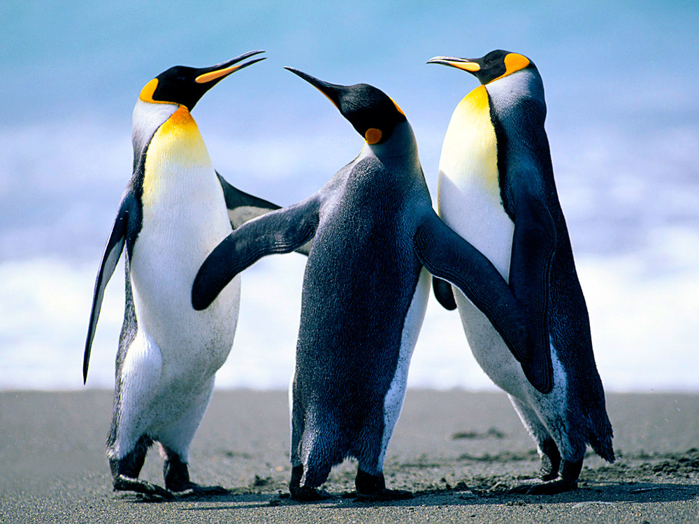 i pinguini imoeriali