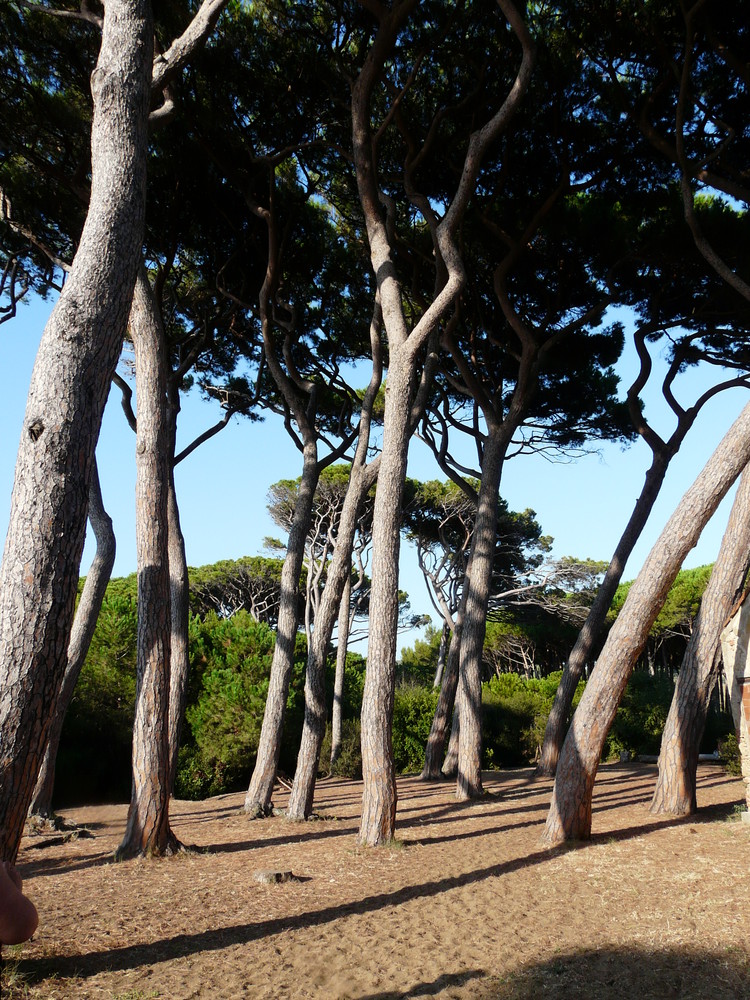 i pini del golfo di Baratti