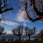 I platani di Cerro in Laveno