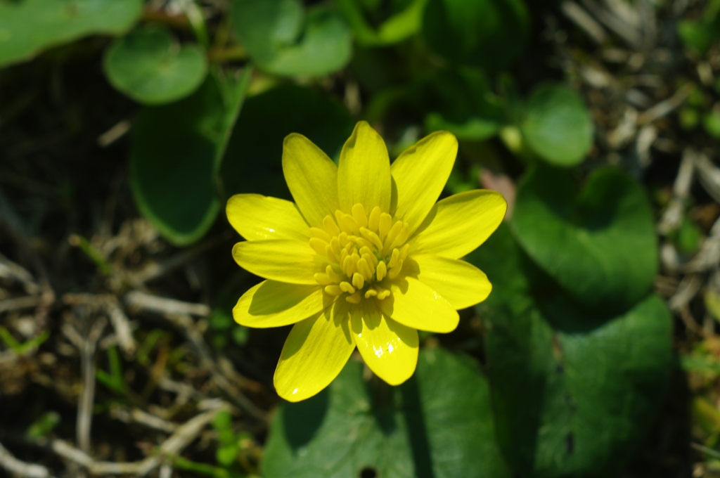 I primi colori della primavera.