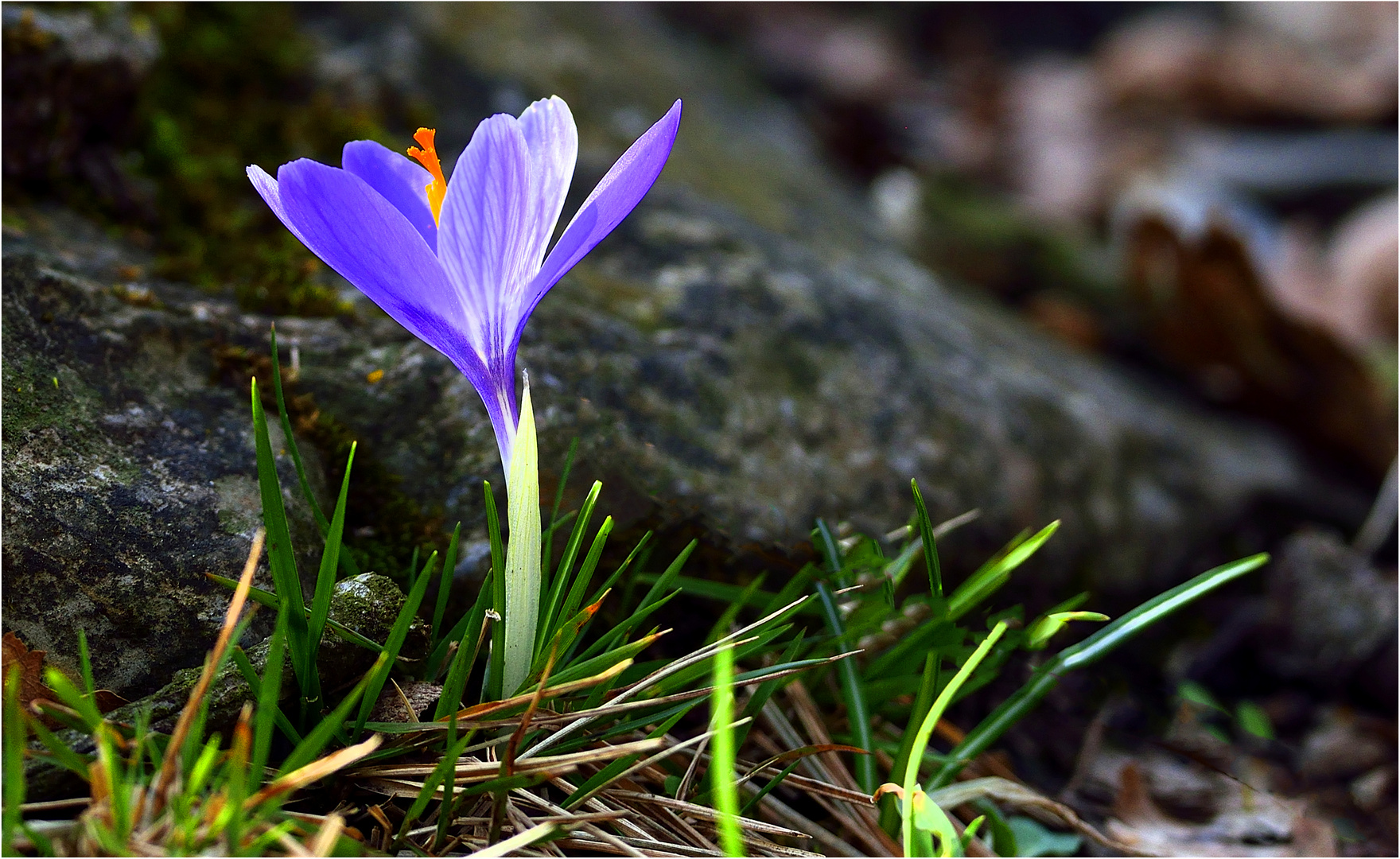 I primi crocus.