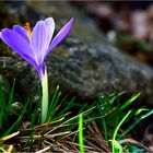 I primi crocus.