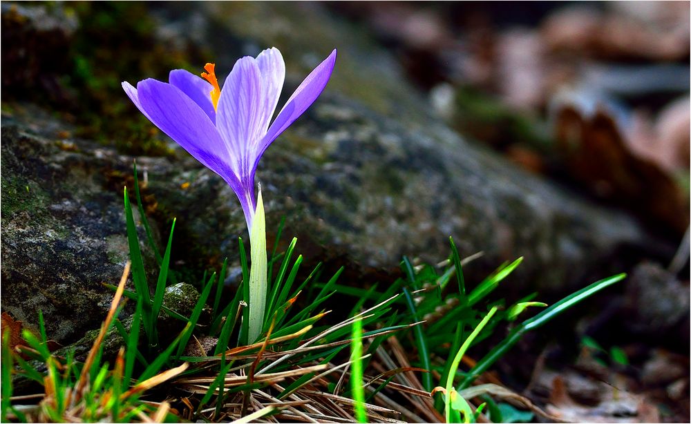 I primi crocus.