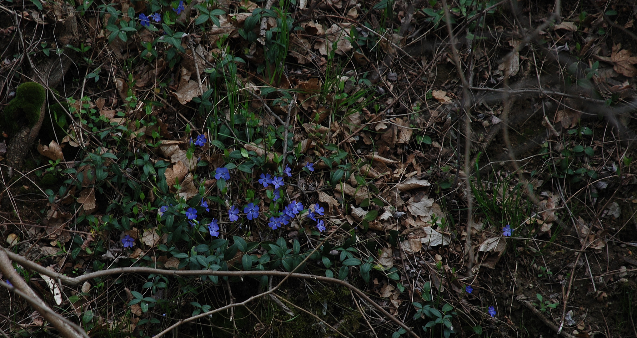 I primi fiori della primavera........