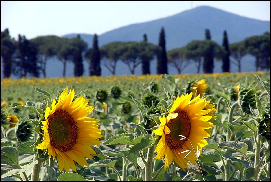 i primi girasoli