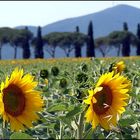 i primi girasoli