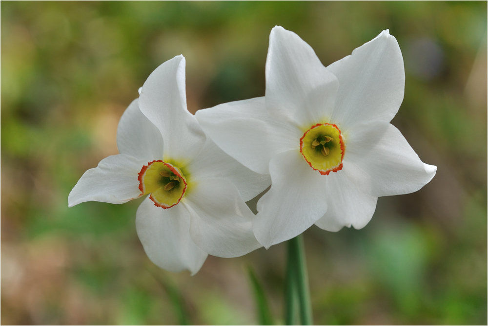 i primi narcisi nel bosco