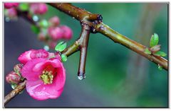 i primi segni timidi della primavera....