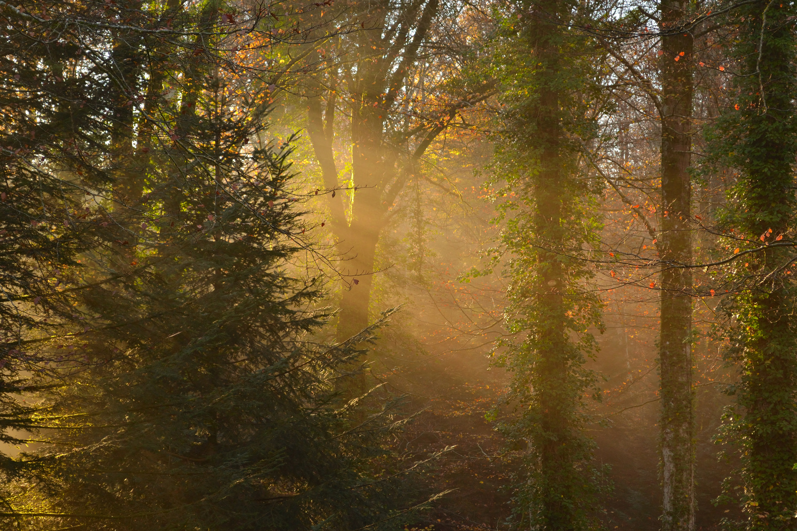 I raggi del tiepido sole autunnale che filtrano nel bosco (Monti delle Serre, Calabria)