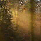 I raggi del tiepido sole autunnale che filtrano nel bosco (Monti delle Serre, Calabria)