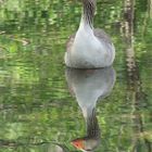 I riflessi della natura