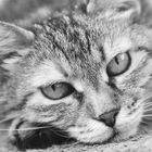 I see You - Cat Portrait BW