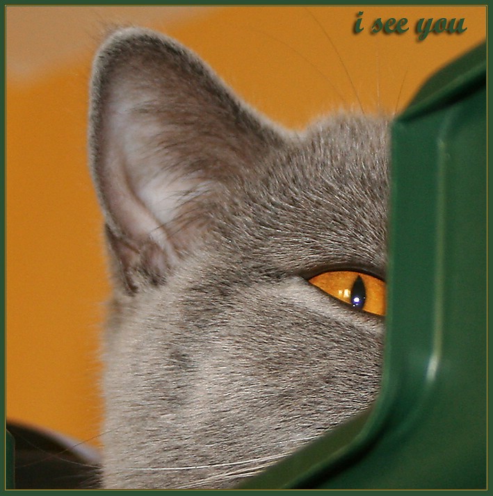 i see you...