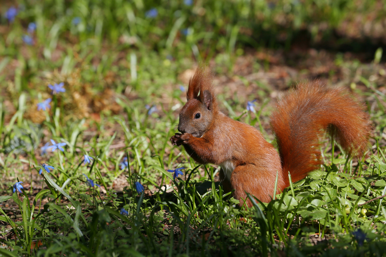 I see you - European Red Squirrel - Berlin, German