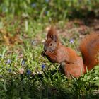 I see you - European Red Squirrel - Berlin, German