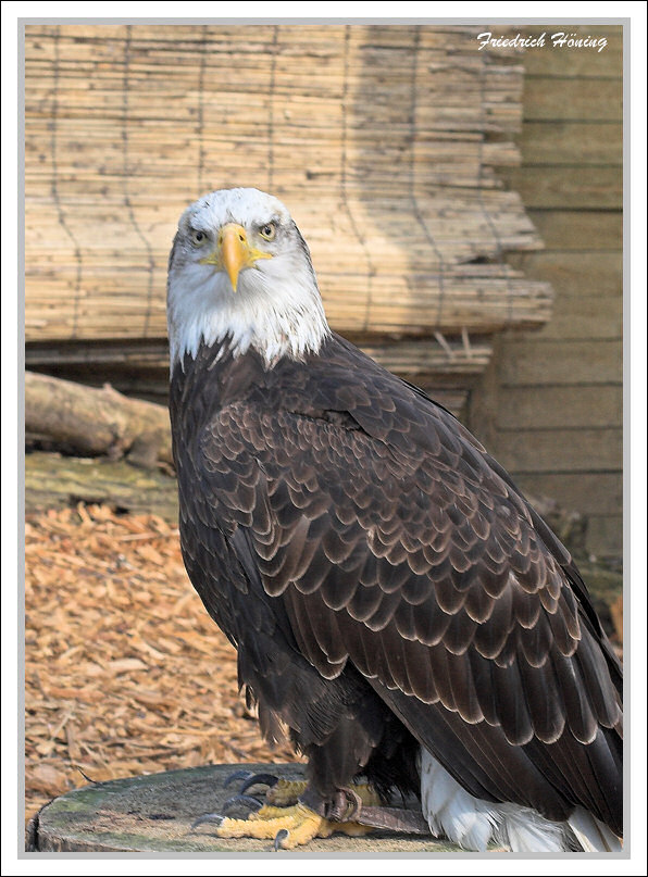 I see you too! V oder wer wird Deutscher Eishockeymeister? Die Adler sind's!