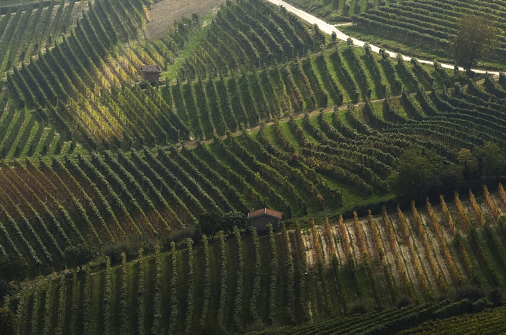 I sinuosi filari delle Langhe