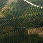 I sinuosi filari delle Langhe