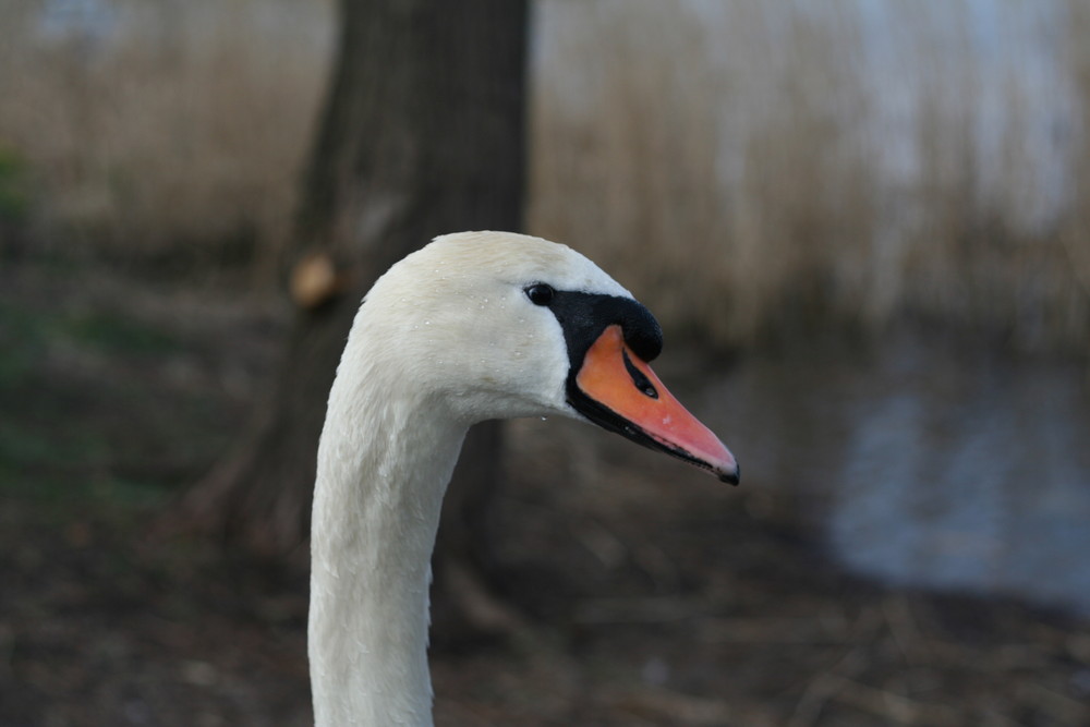 I, swan