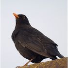 I The Blackbird