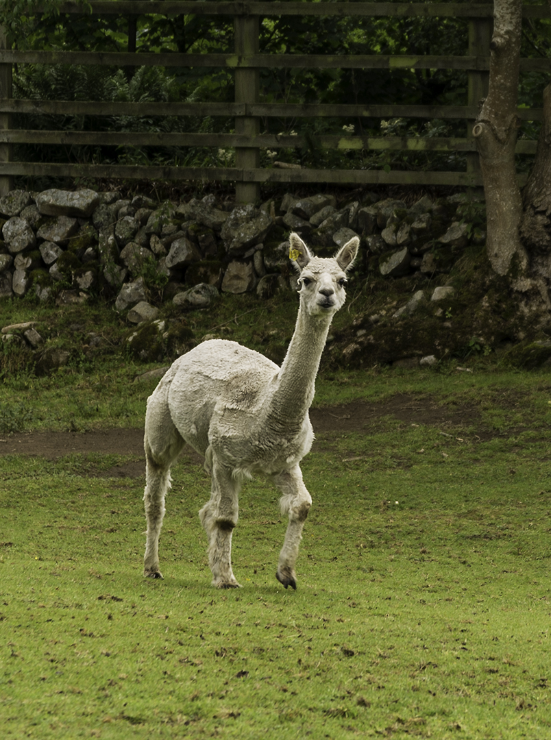 I thought you would just see sheeps in Scotland but...