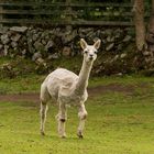 I thought you would just see sheeps in Scotland but...