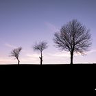 I tre alberi