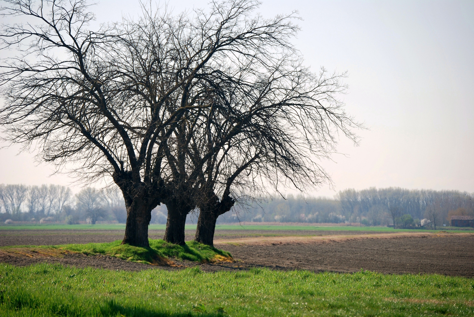 I Tre Gelsi in mezzo ai campi