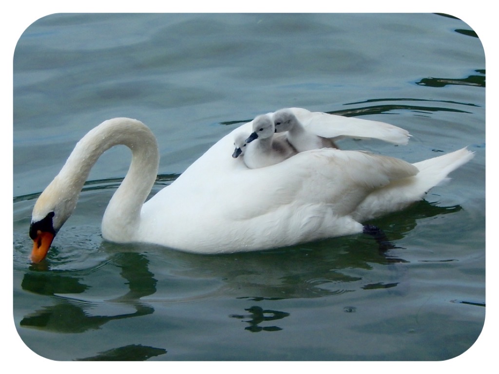 I tre piccoli cigni 