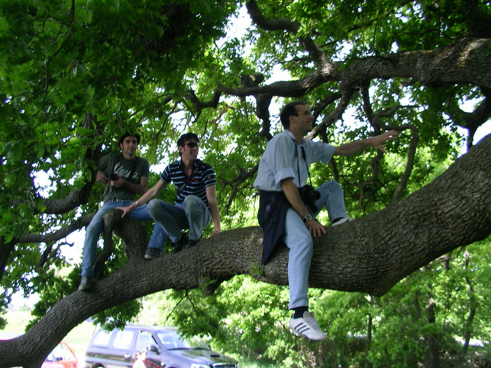 I tre sulla quercia