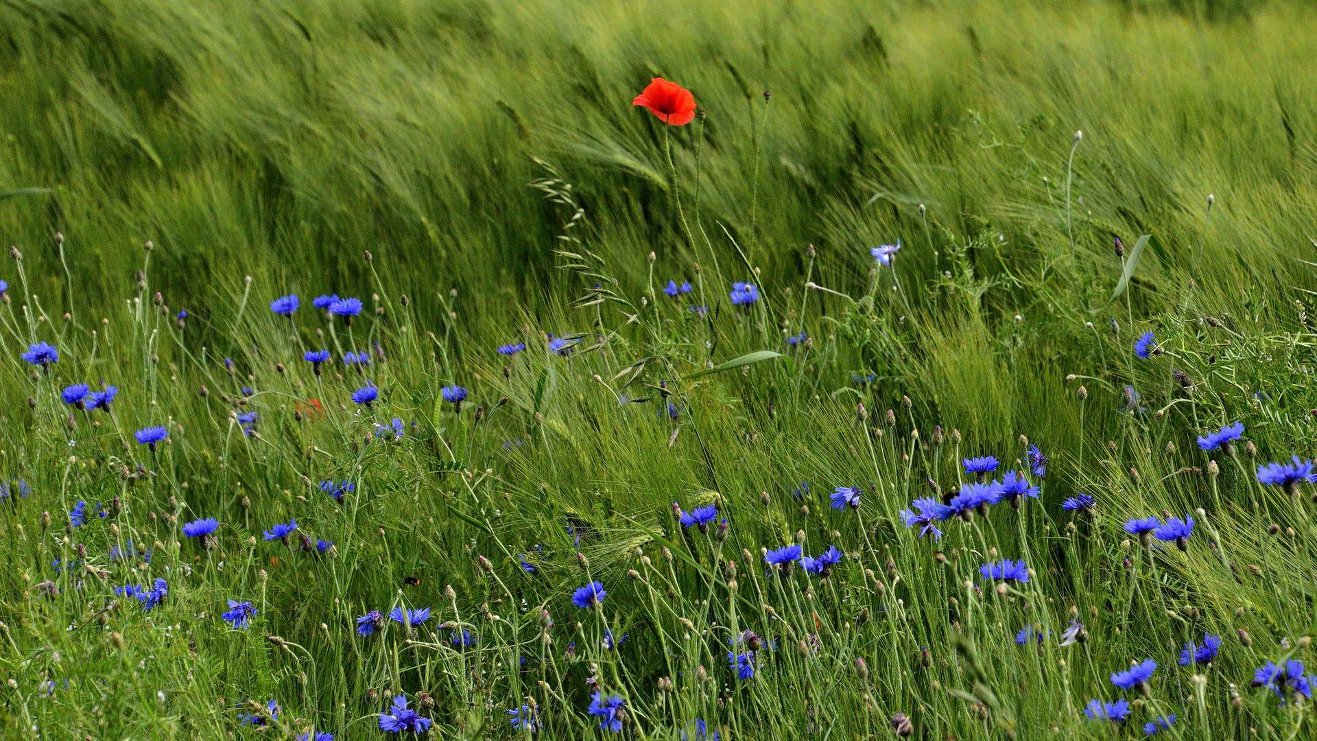 i-Tüpfelchen im Kornfeld