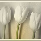 i tulipani bianchi