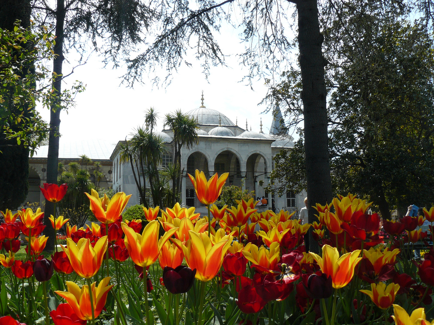 I tulipani del sultano