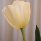 I Tulipani di Caterina