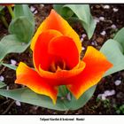 I tulipani di Keukenouf-1