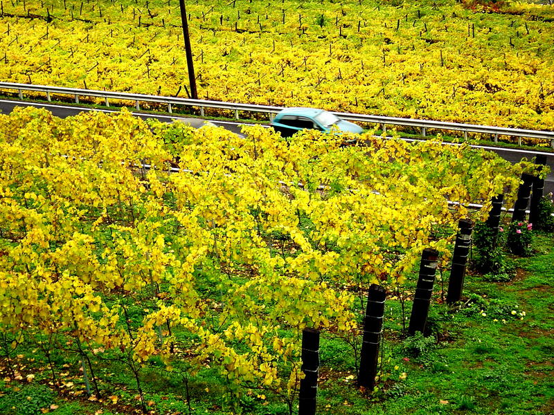 I Vigneti Trentini di Brentonico