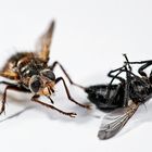 [:I was killed by a tiger fly:]