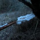 (I) Wieder schönes Haareis an den Ästen der alten Schwarzerle - ...