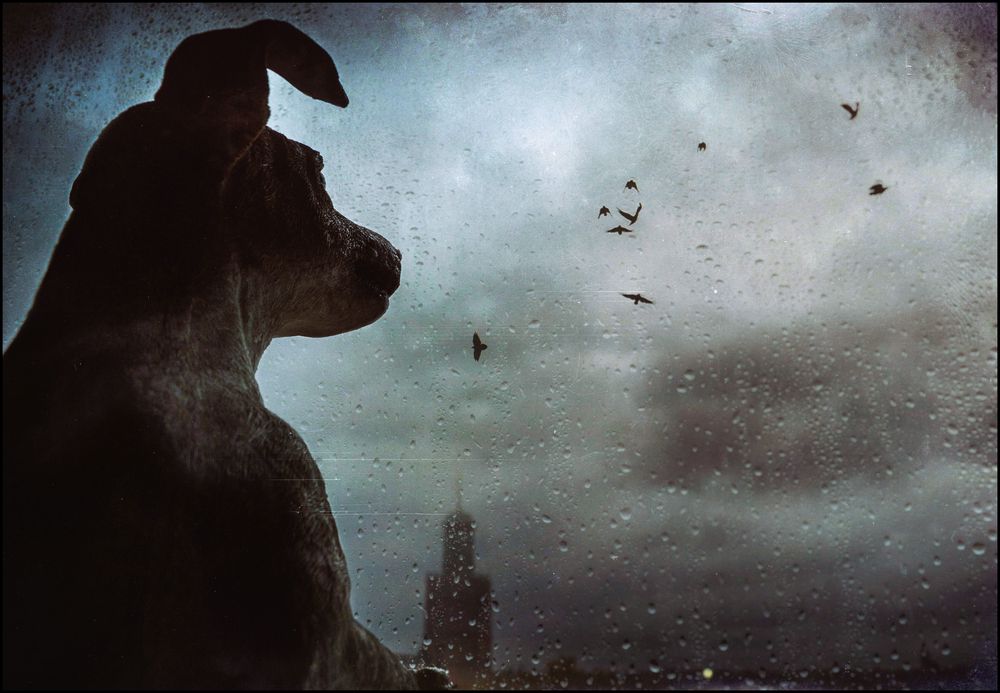I Wish I Could Fly