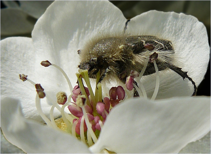 "I wish I were a bee"